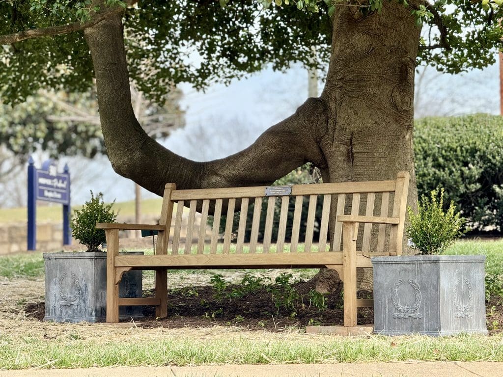 A wooden bench beneath an old tree in the hospice house gardens